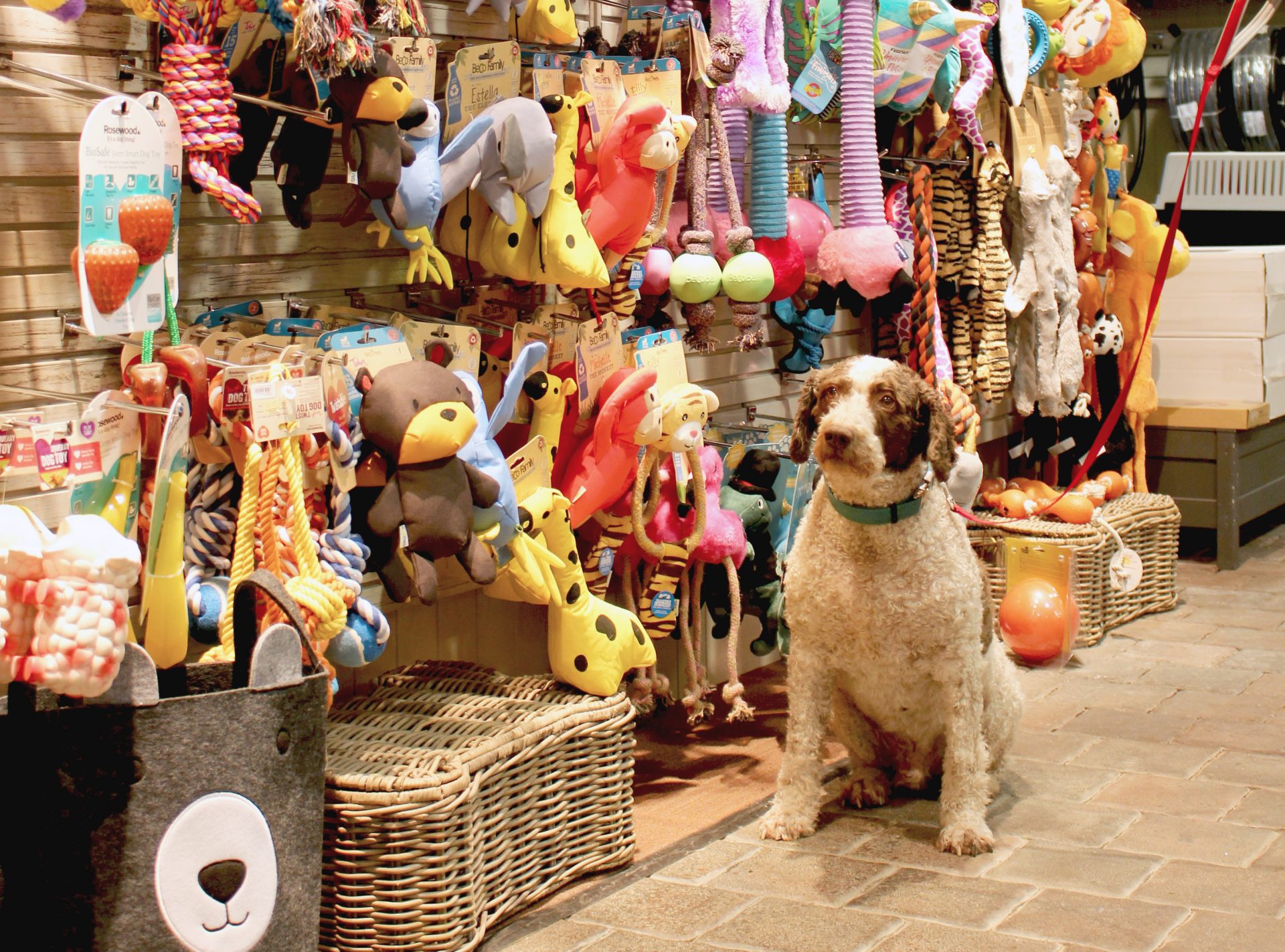 Pet Shops